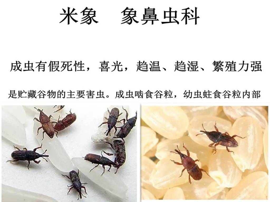 原创防不胜防的米象米中为何出现米象可能你吃的米饭中也暗藏米象