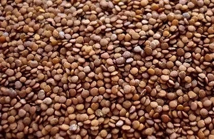 而是一种野生草本植物的果实,假酸浆的籽