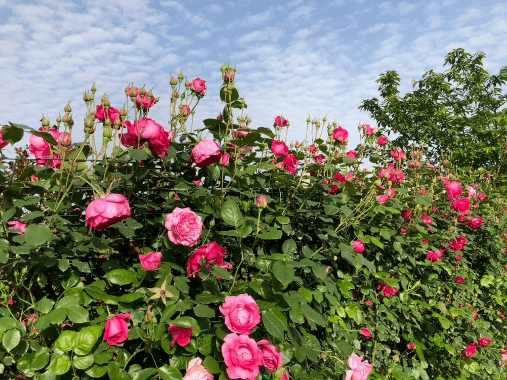 南充第四屆玫瑰花節即將震撼開園._迷宮_彩虹_江花