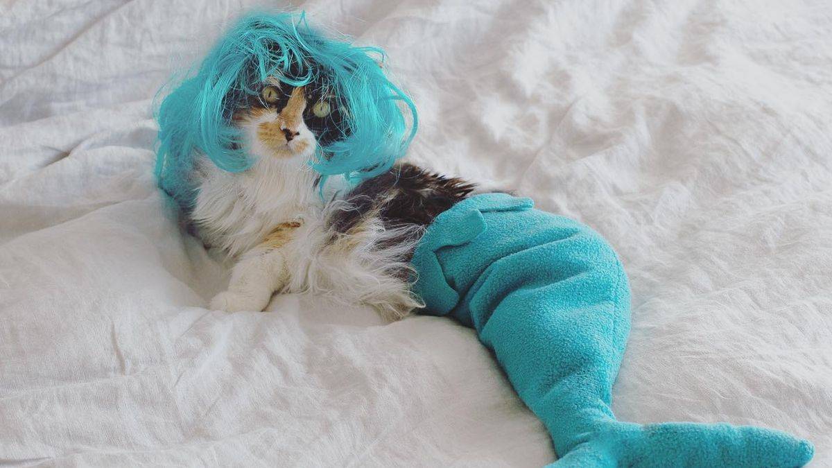 猫咪化身美人鱼,全身瘫痪迎来新生,成为全网明星