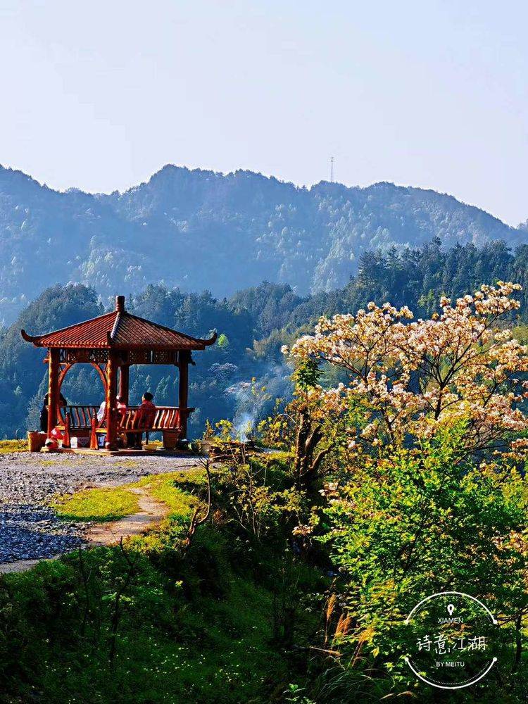 四月芳菲尽湘西桐花寨桐花正大面积开放