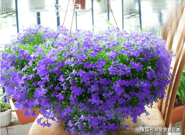 家里的花老养不活 试试这几款 好看便宜不用管 开爆阳台变花园 粉紫色