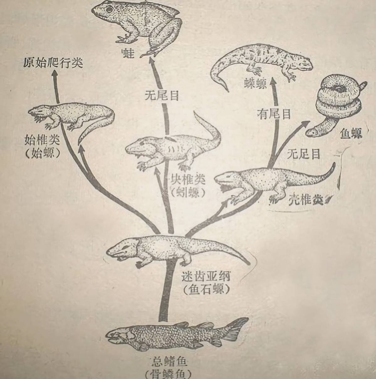 箭毒蛙简笔画步骤图片