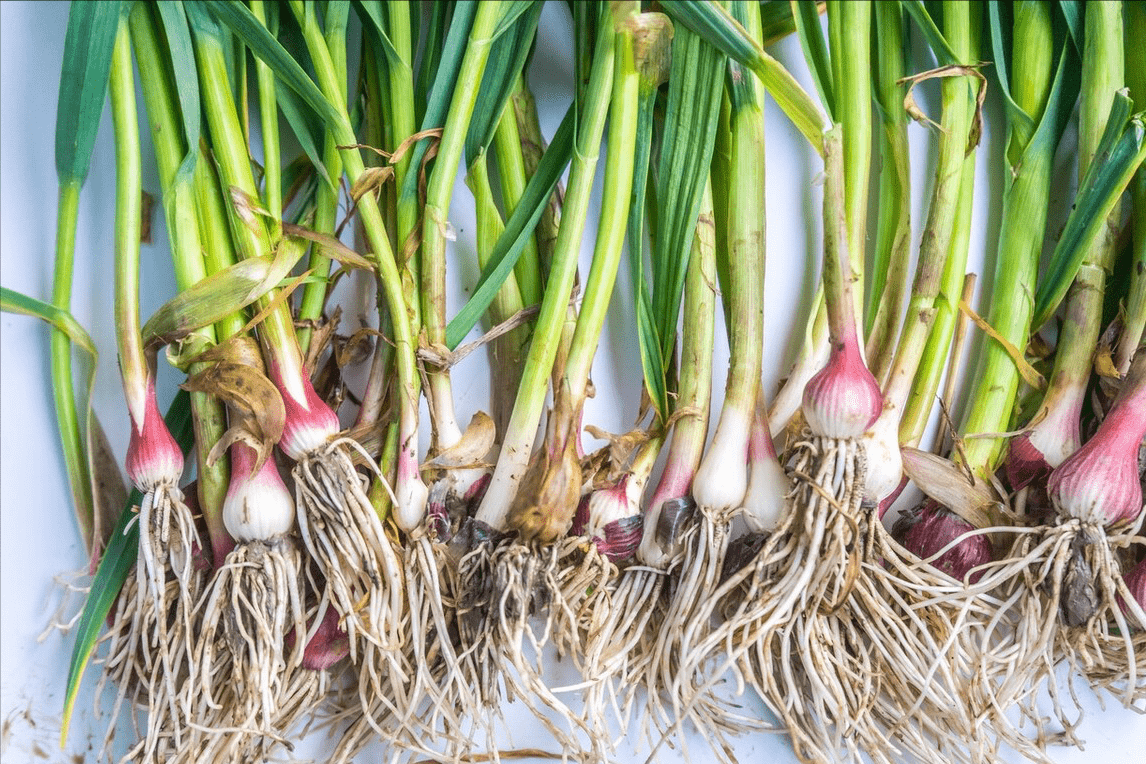 "蒜苗"是蒜苔吗?一字之差,有啥区别?吃这么多年,终于明白了