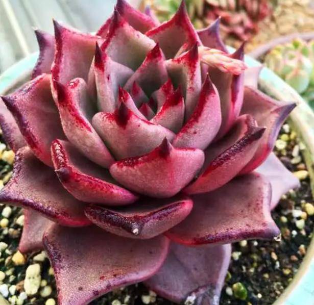 罗密欧又加偶走金牛座,这种多肉特别的怕热,所以在炎热的夏季一定要