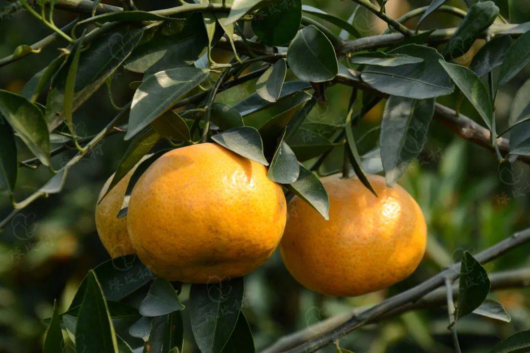 新会柑百年培育史从一棵古树说起