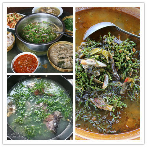 双柏县国有林场持续探寻林下经济发展金钥匙