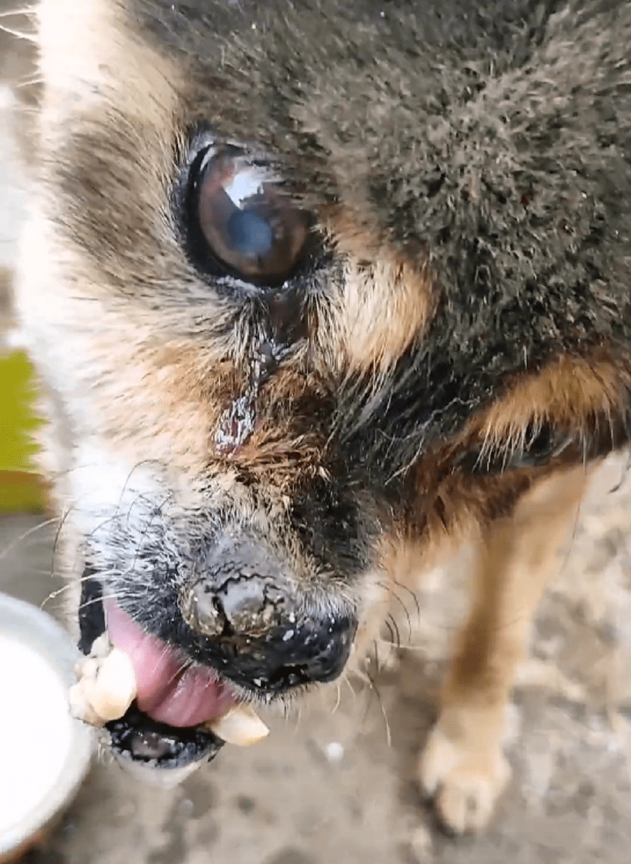 原创一直歪着头被抛弃的年迈狗狗被收留时也只能对陌生人强颜欢笑