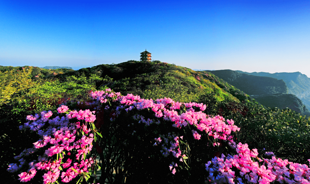 金佛山杜鹃花公园图片