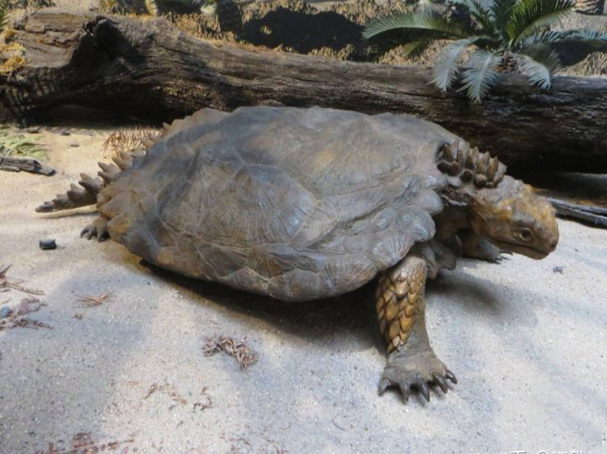 化石,因其只有腹甲,没有背甲,且口中有齿,所以将其命名为"半甲齿龟"