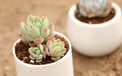 养多肉的土里掺点沙子好不好 多肉用河沙铺面可以吗 土壤 颗粒 植物 养多肉的土里掺点沙子好不好 多肉用河沙铺面可以吗 土壤 颗粒 植物