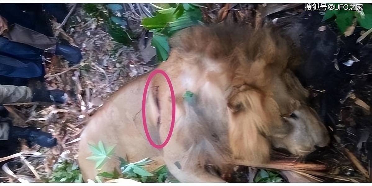 上图红圈部位能明显看到雄狮的伤口和血迹.
