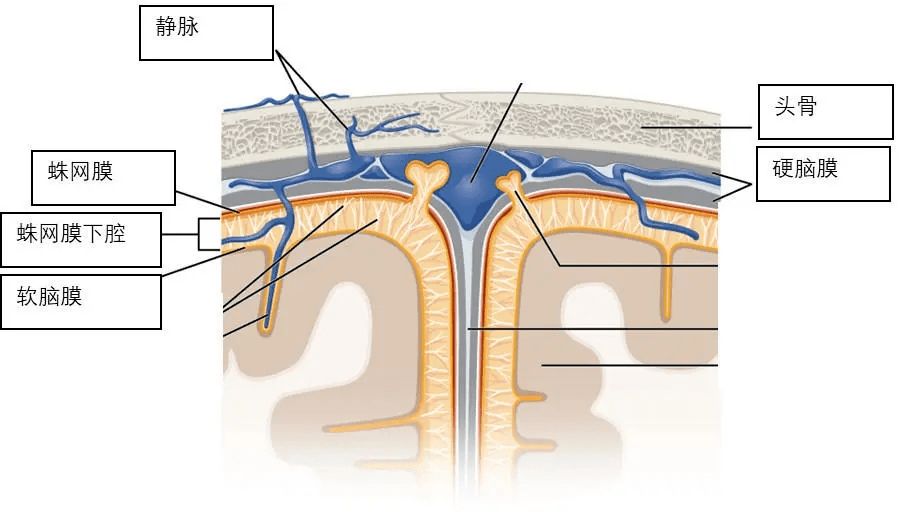 蛛网膜的位置图片