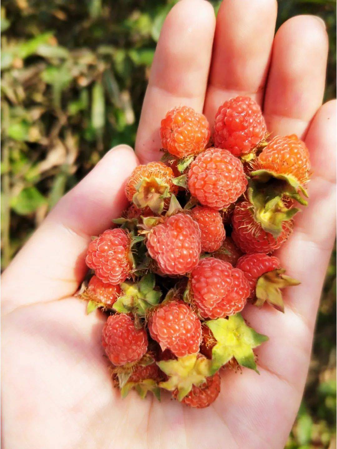 刺泡在民间的俗称叫法也有很多,如树莓,山抛子,牛奶泡,撒秧泡,三月泡