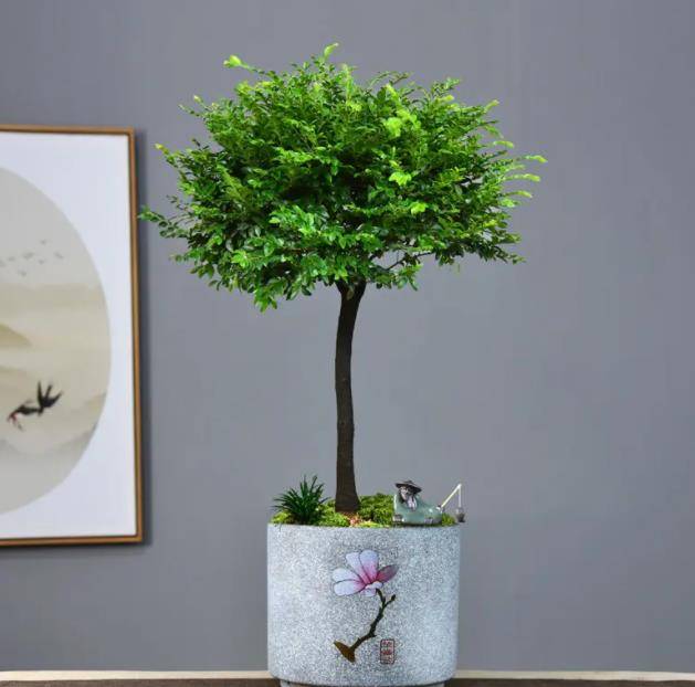 此款盆景大气又好养,耐旱耐寒上档次,摆在家里有品位_养护_小叶_紫檀