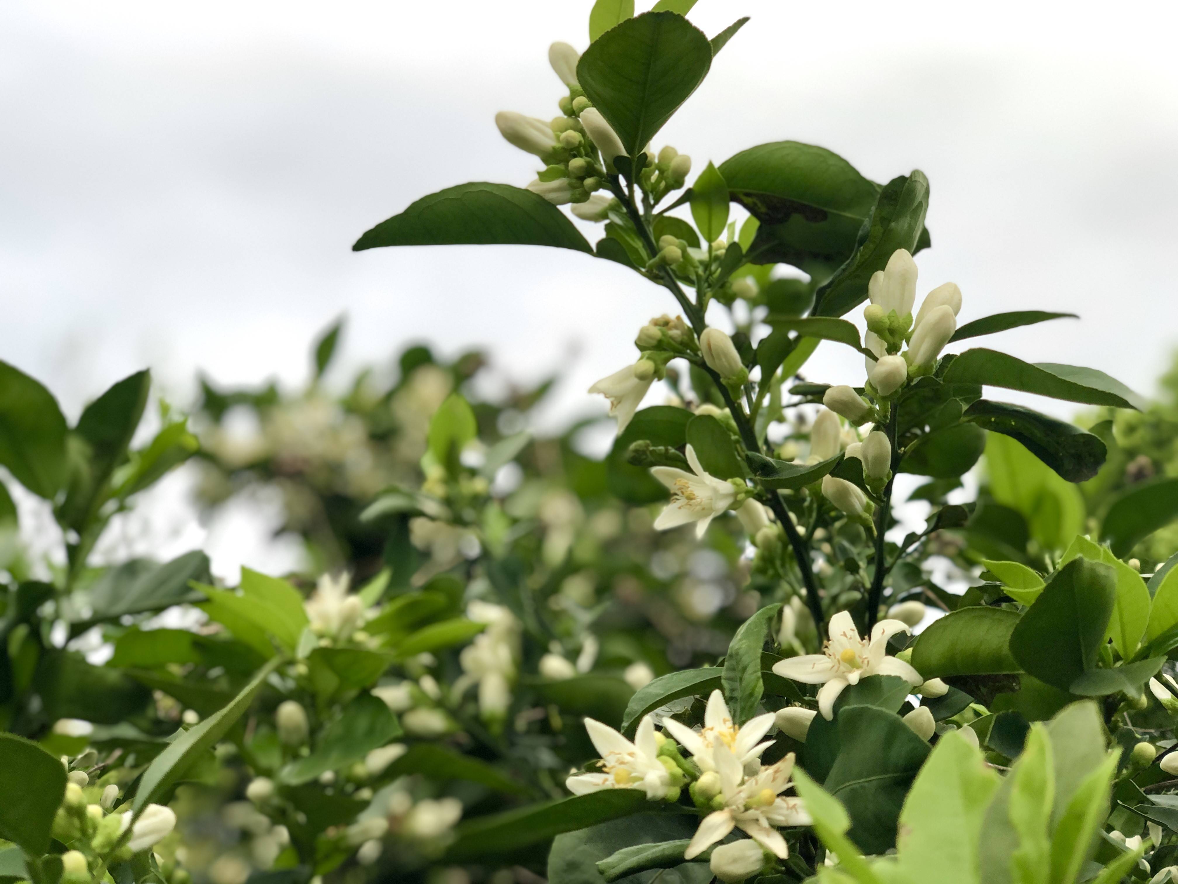 其中一味重要的材料就是代代花,为了寻找道地的优质代代花入膏,御品