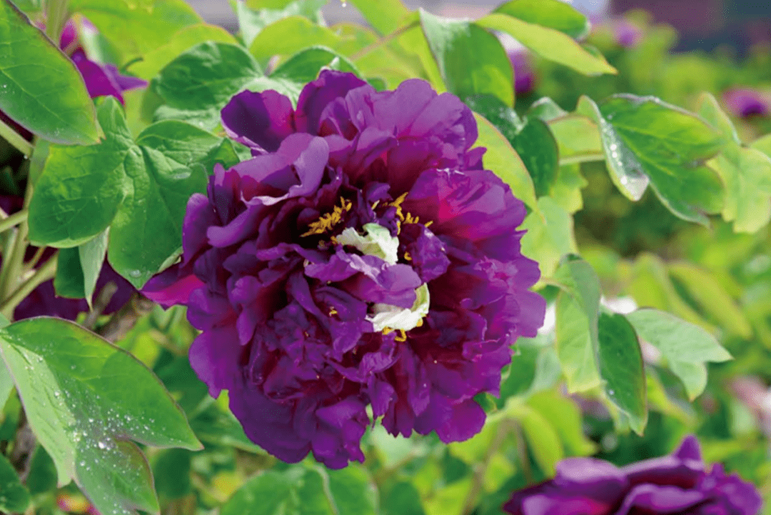 美了400年菏泽牡丹王惊艳全国看过才知道什么是国色天香