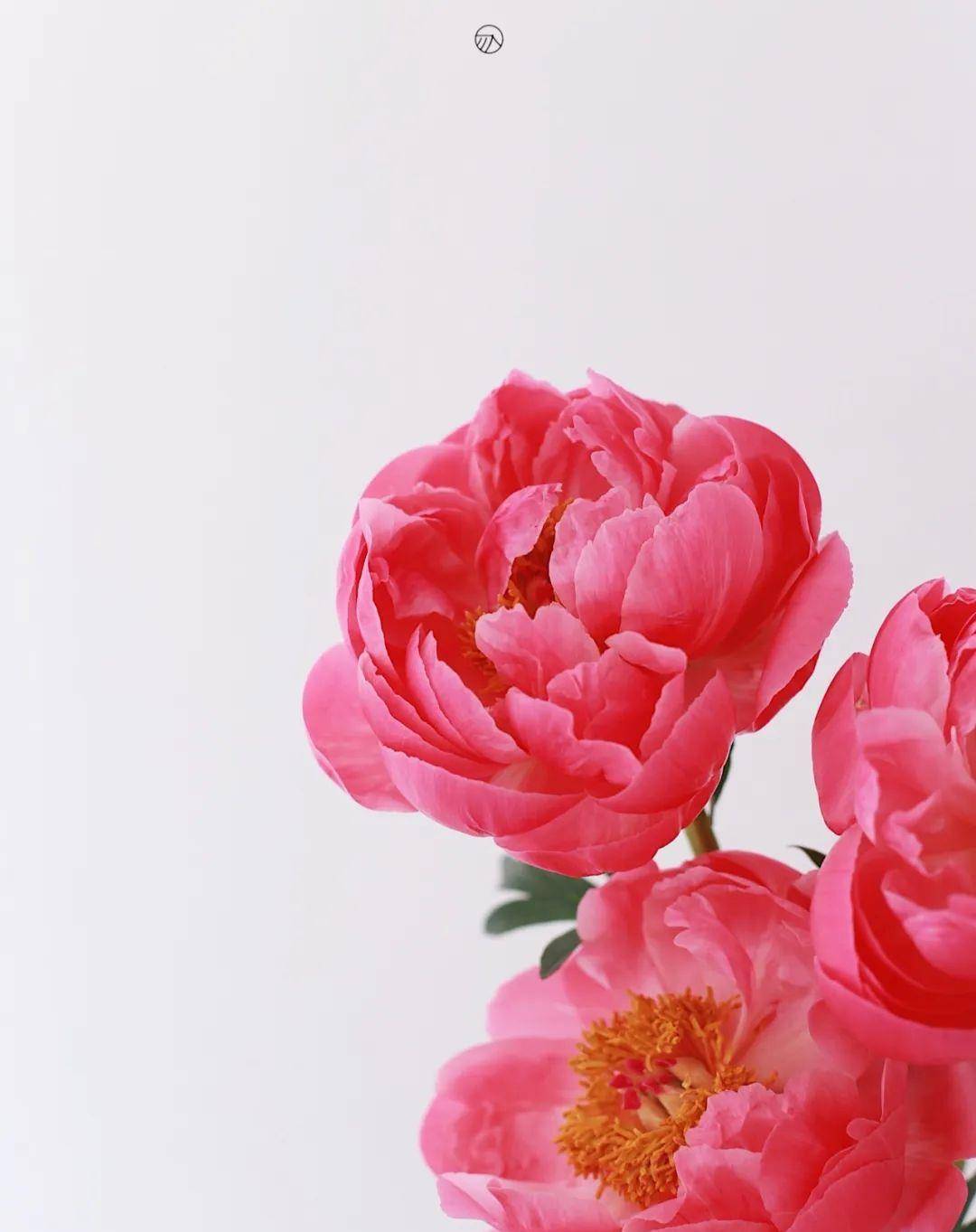 9 - 落日珊瑚芍药,定格落日余晖的绚烂