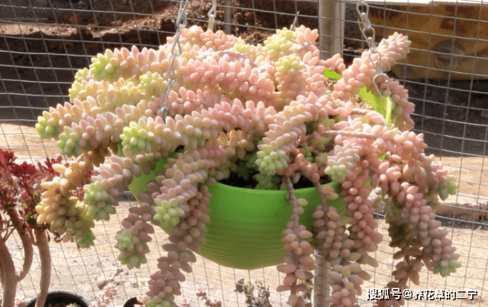 恋上多肉 应该试试此款佳品玉缀 宛如玉珠 悬空下垂 飘逸优美 苏珊 勾玉 叶子