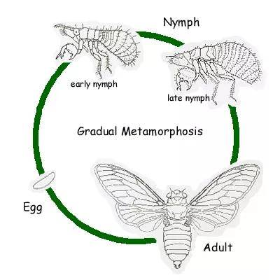 昆虫变态的类型和阶段