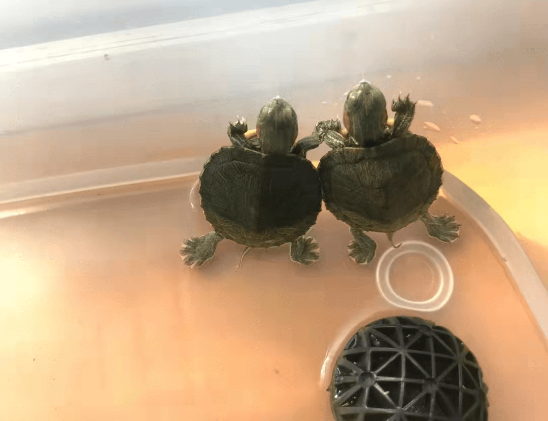 生活窍门5种方法教你简单快速的分辨乌龟的公母