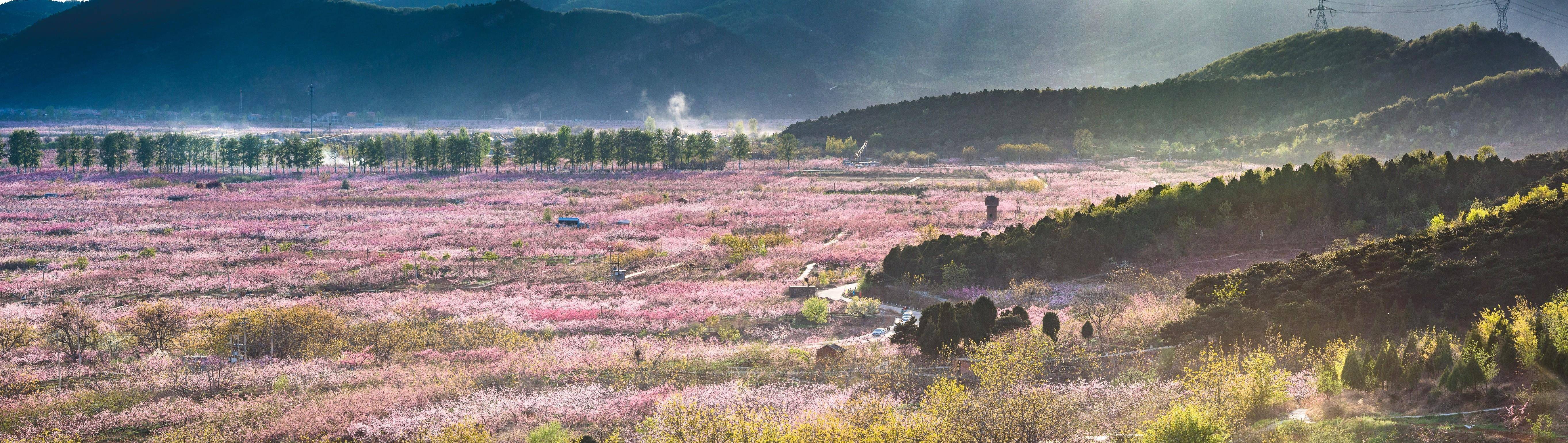 平谷携手阿里巴巴 世界级景观平谷桃花海云上绽放_休闲_景区_前往