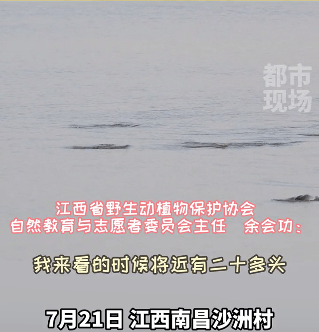 赣江水面出现一大片“黑色漩涡”，原来是一大群江豚，目击者欢呼