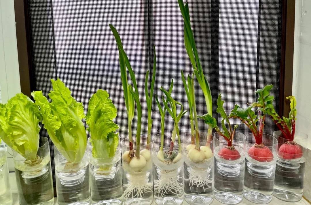原创上海男子用水培法让蔬菜再生掌握这方法你也可以在家种菜了
