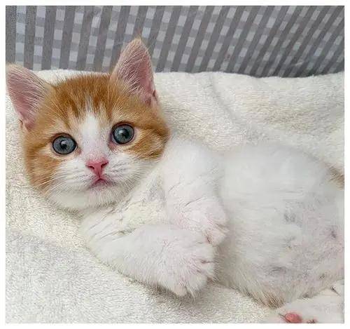 关于猫咪怀孕你知道多少