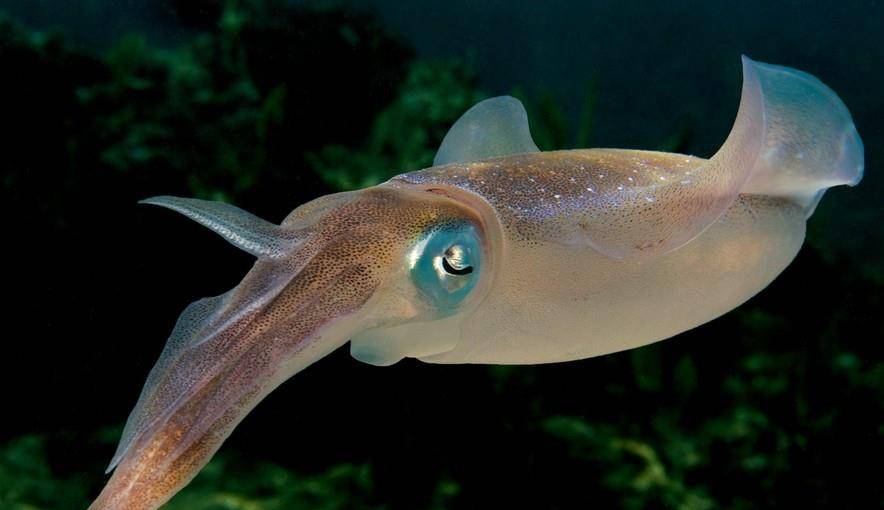 乌贼的营养价值及功效与作用 墨鱼怎么做好吃