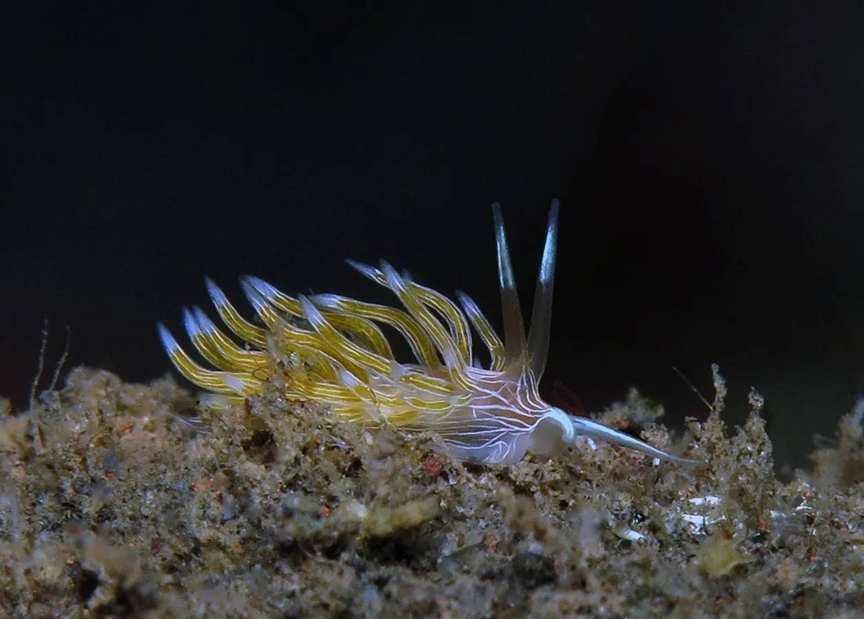 为了繁殖可互换角色的海蛞蝓其实是同类相食的凶残带毒猎食者