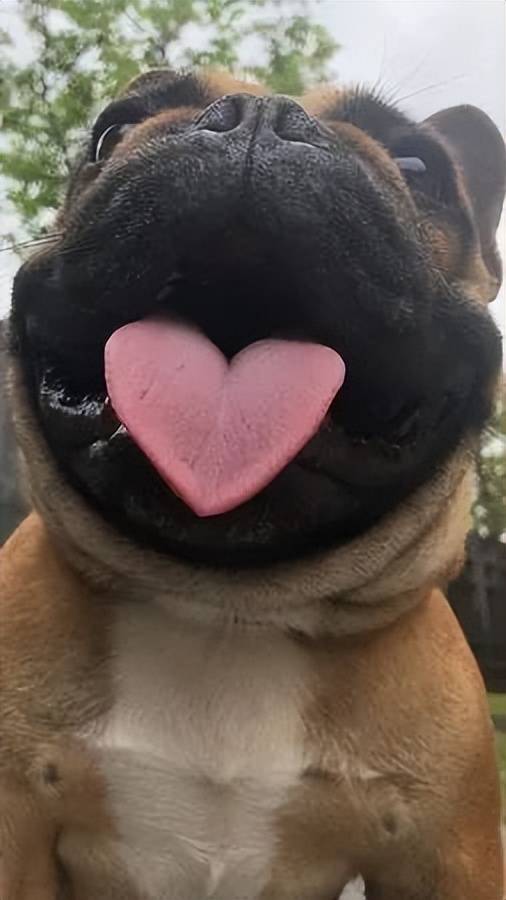 主人帮斗牛犬拍照,没想到它一张嘴,连舌头都带爱心_形状_法国_照片