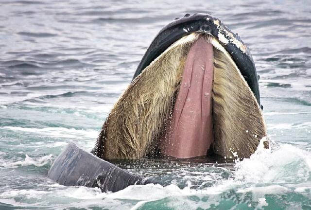 虎鲸的繁殖器图片