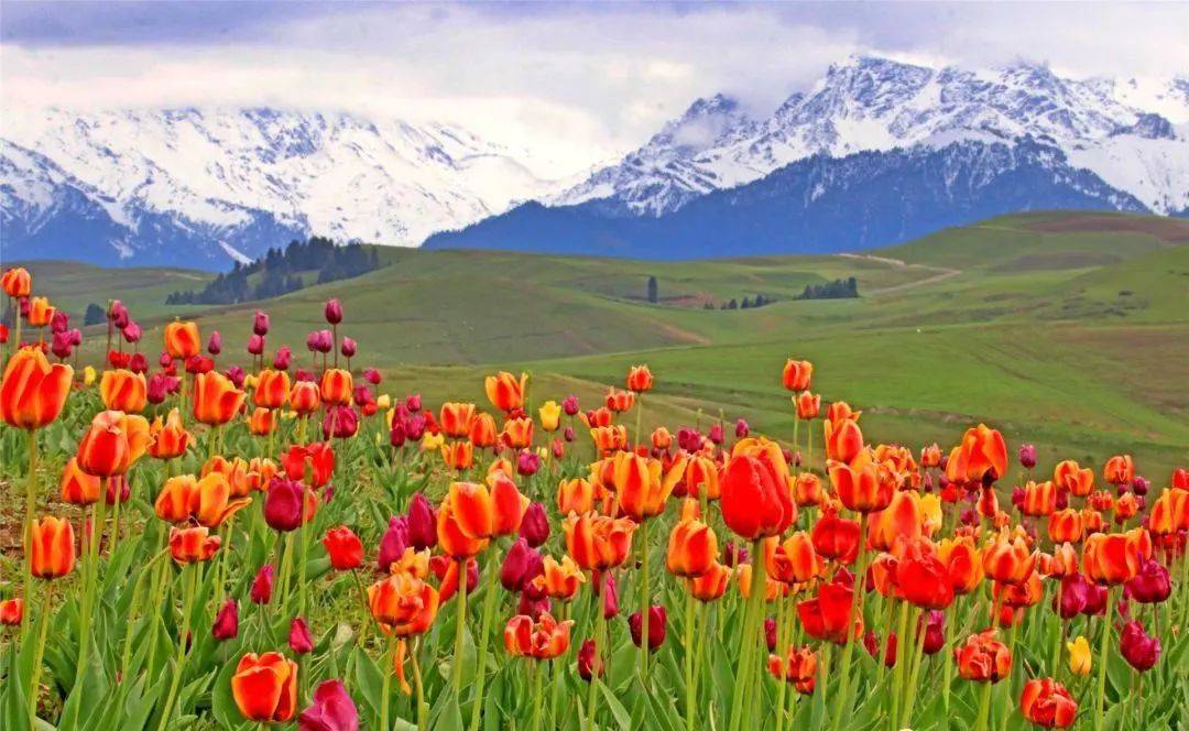新疆的花最美亦醉人