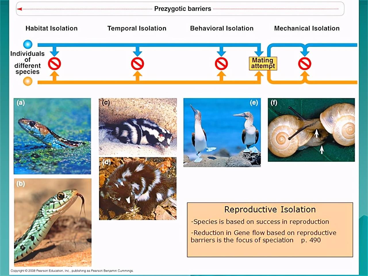 人与猴有生殖隔离人类却造出人猴杂交胚胎这是怎么回事