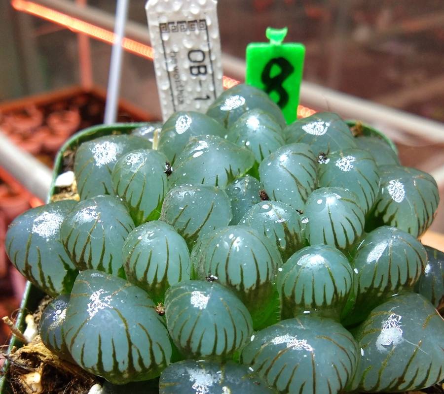 冰灯玉露要如何养出水灵灵的质感?