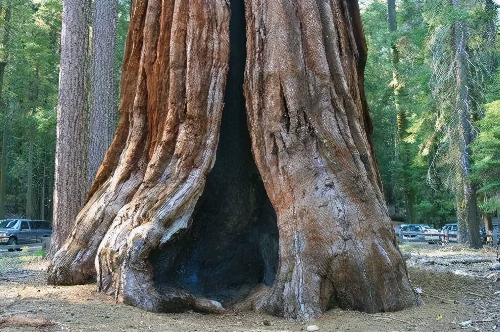 原创沙漠中的救命树能长10层楼高荒漠中遇到就不愁没水喝