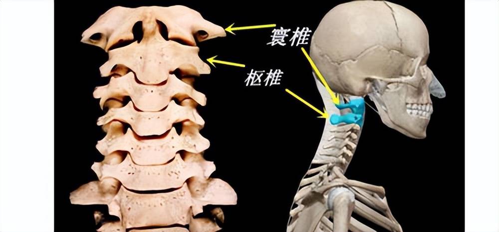 寰枢关节是由颈椎的第一节寰椎和第二节枢椎及其相关的韧带组成的关节