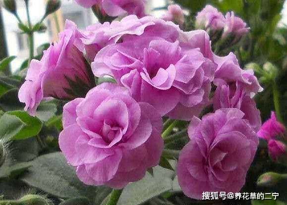 恋上养花不妨养株香山雏凤花开独秀妖娆芳姿美艳惊人