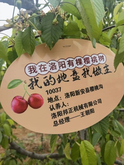 新安县樱桃沟致力打造洛阳地域品牌企业家纷纷认养樱桃树