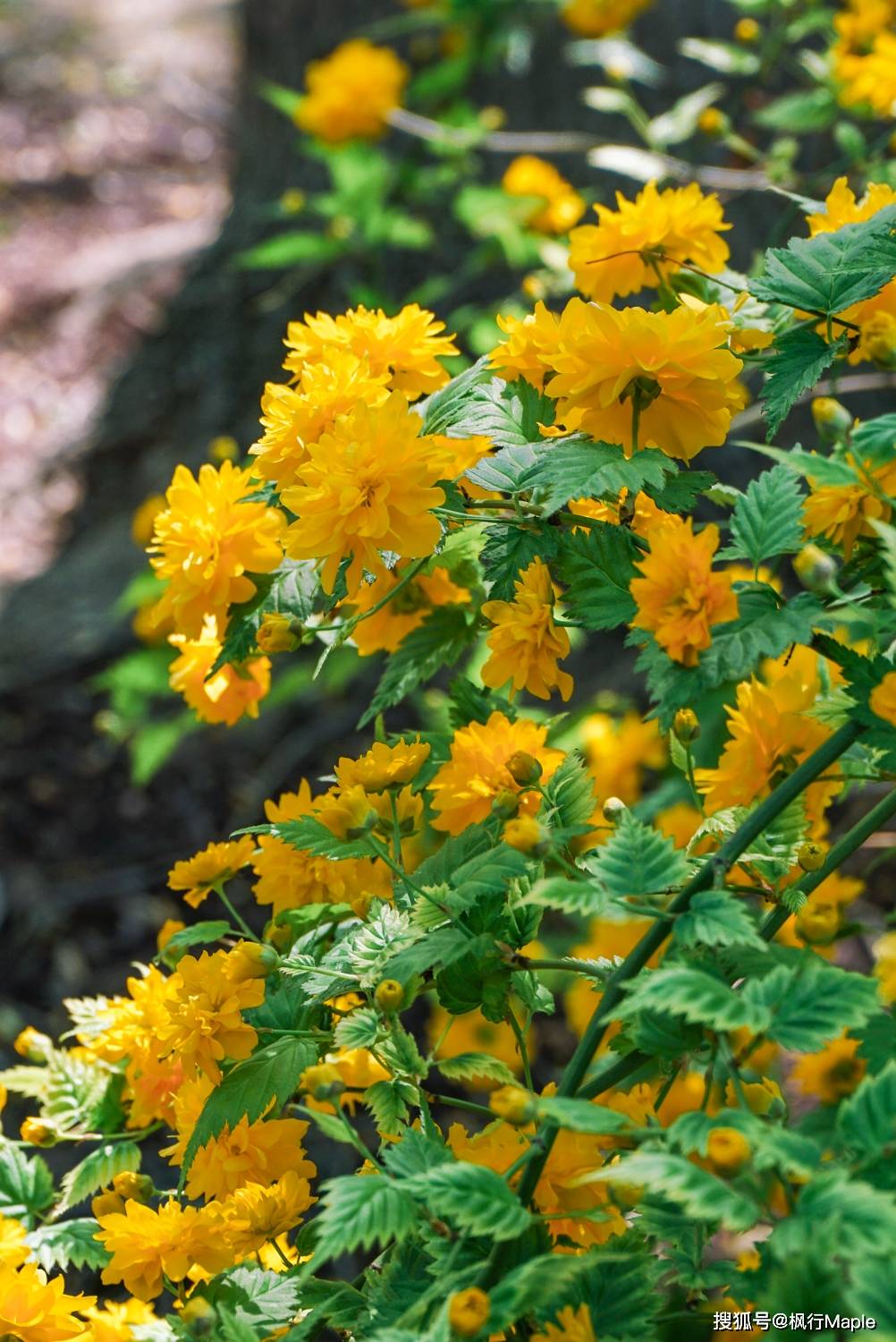 北京鬱金香其他推薦除了中山公園,現在的北京植物園,北京國際鮮花港