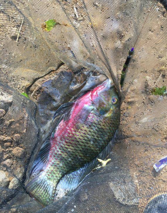 深圳河道：泛滥的罗非鱼，有人半天钓几十斤，用漂白粉泡过才吃？