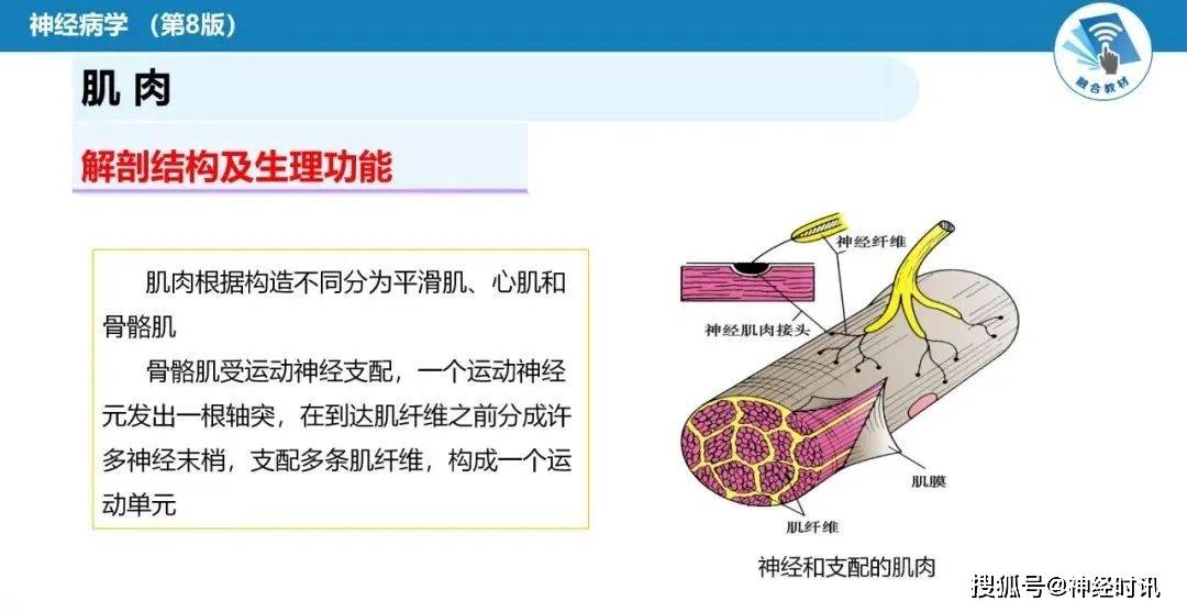 神经肌肉接头处的图片