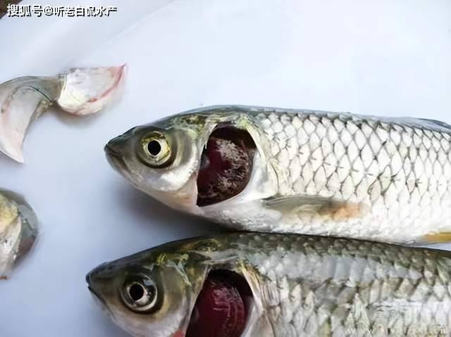 养殖鱼类发生烂鳃怎么辨别烂鳃应该怎么治疗