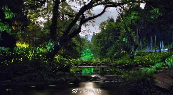 成都迎来第一波萤火虫飞舞高峰期：画面绝美