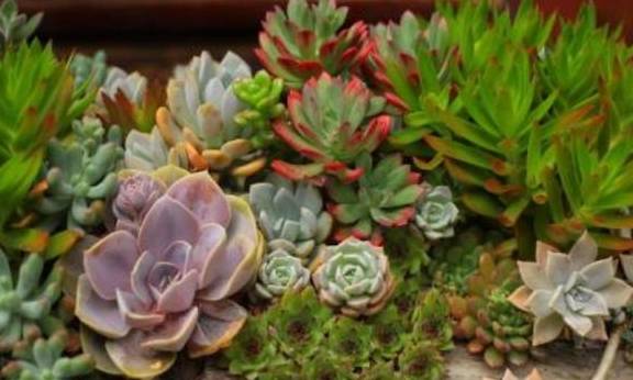 老花匠1把大菜刀 10年多肉盆栽 1分为6 盆盆修出悬崖老桩 植物 修剪 造型