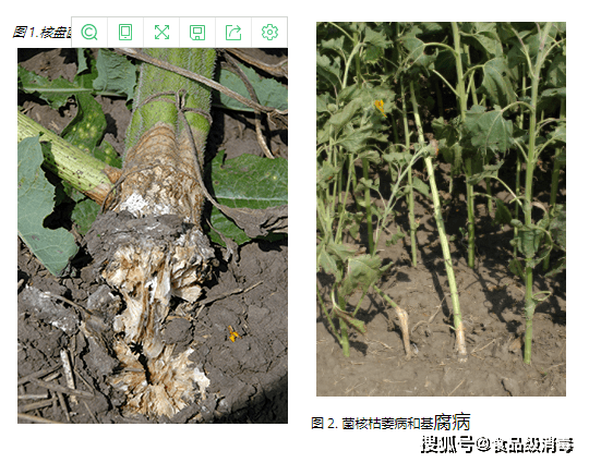 向日葵菌核病的症狀及防治方法植物莖葉噴施病害防治及土壤消毒灌溉水