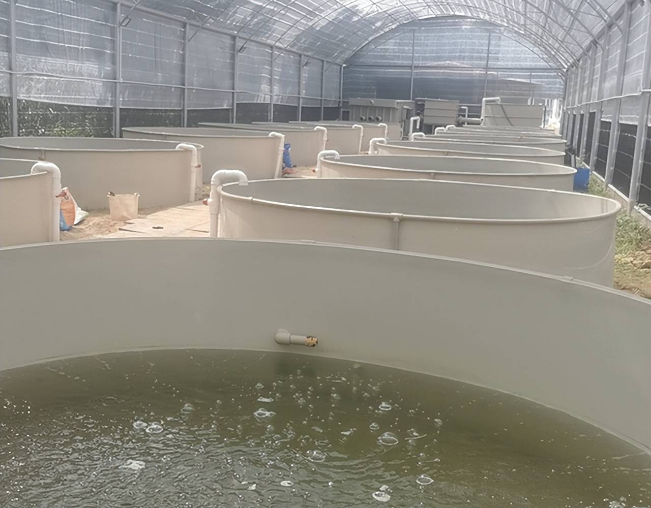 养殖经验分享循环水石斑鱼养殖技术