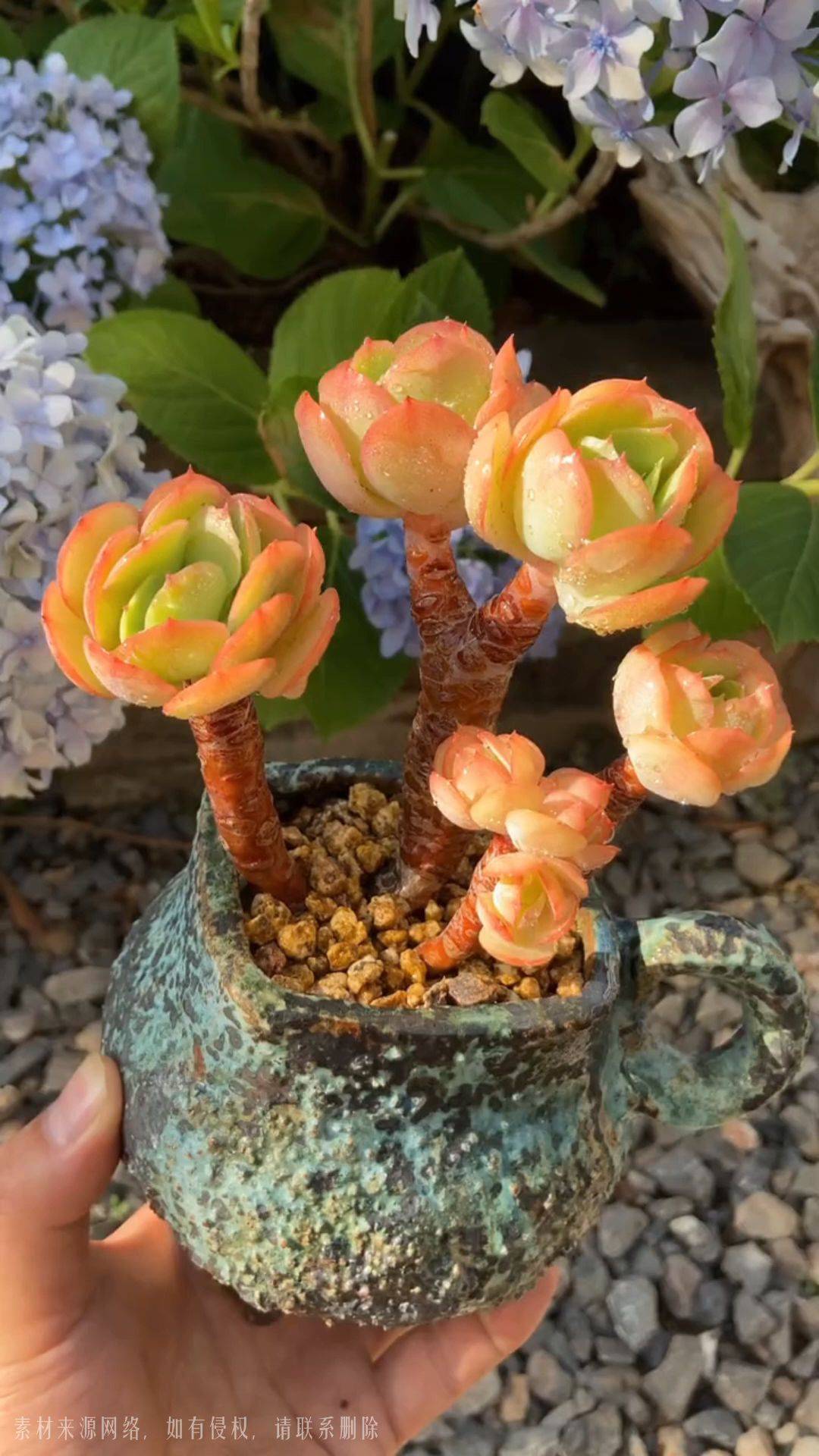 碧桃老桩
