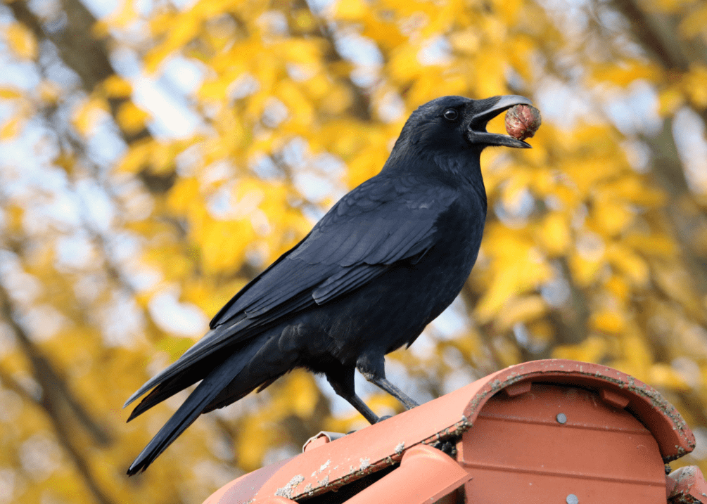 "卢小宝很高兴,问了神鸦,原来它的主人名叫芸娘,是茂溪村河对岸的长塘